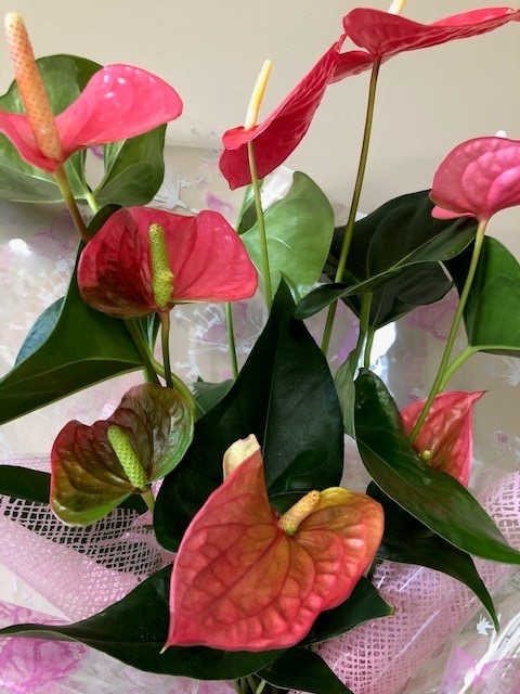 Anthurium