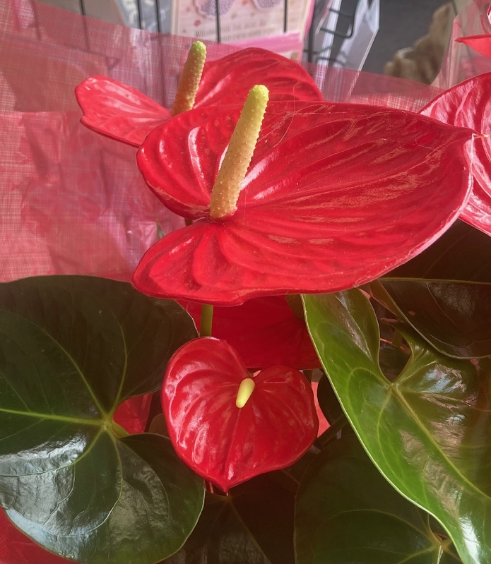 Anthurium