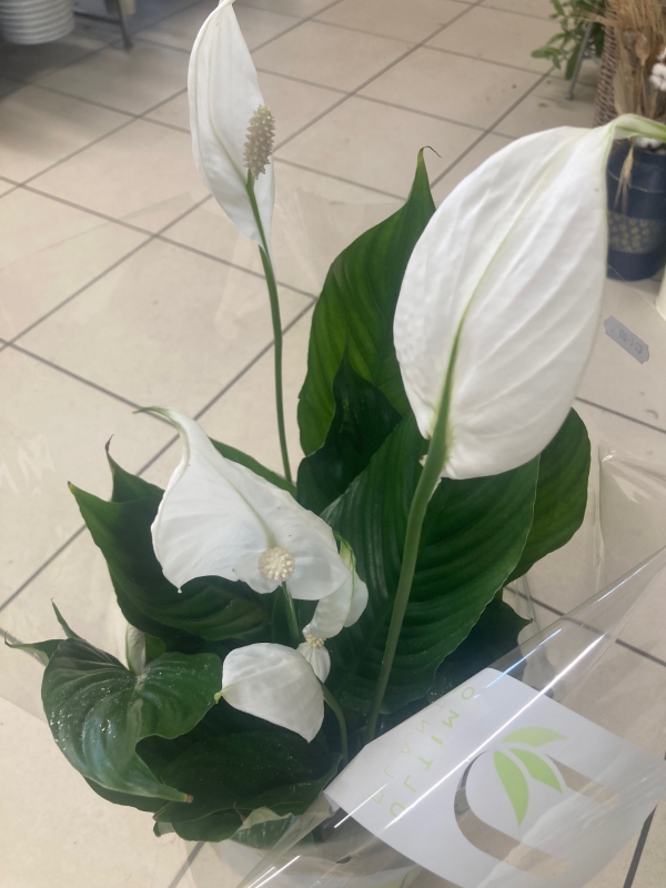 Peace Lily