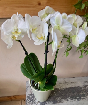 Orchid Plant in Pot