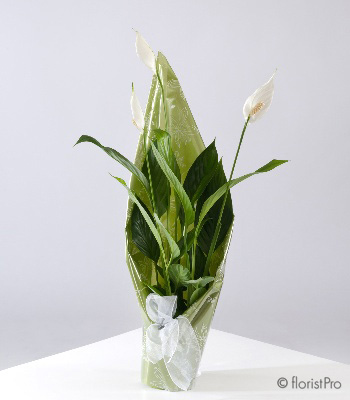 Peace Lily with Chocolates