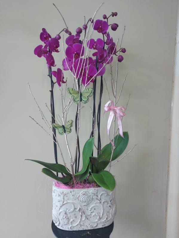 Double Orchid Plant in Pot