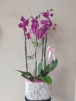 Double Orchid Plant in Pot