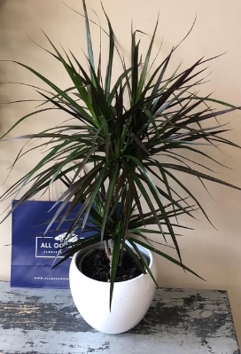 Green House Plant in Ceramic Container