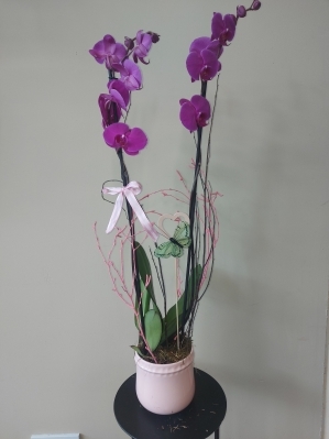 Orchid Plant in Ceramic Pot