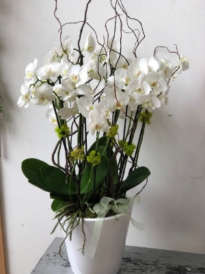 Orchid Planter Extra Large