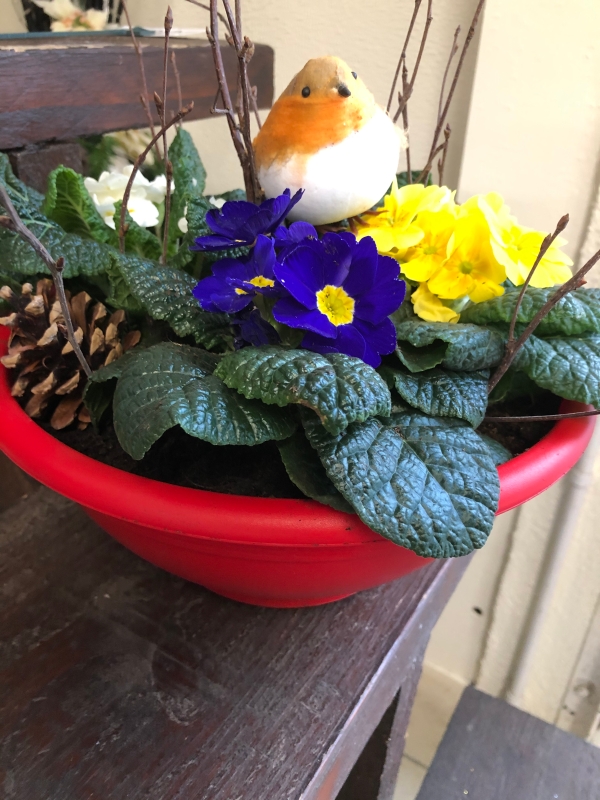 Primula mixed planter