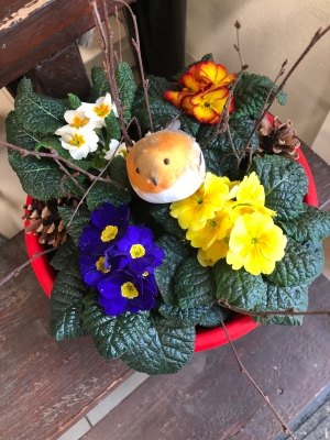 Primula mixed planter