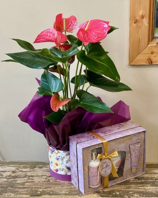 Tipperary Candle and Anthurium Plant Giftset