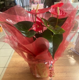 Anthurium