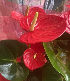 Anthurium