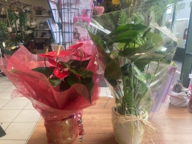 Anthurium