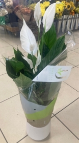 Peace Lily