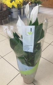 Peace Lily