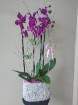 Double Orchid Plant in Pot