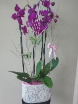 Double Orchid Plant in Pot