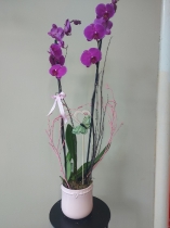 Orchid Plant in Pot