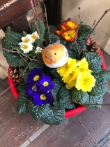 Primula mixed planter