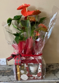 Tipperary Candle and Anthurium Plant Giftset