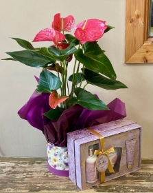 Tipperary Candle and Anthurium Plant Giftset