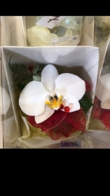 White Orchid Corsage Debs Special 2026